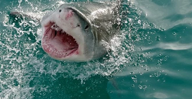 Ανακαλύφθηκε ο πρώτος αποδεδειγμένα χορτοφάγος καρχαρίας…!